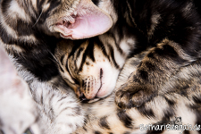 Bengal Kitten marbled